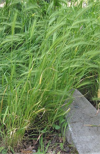 Hordeum murinum